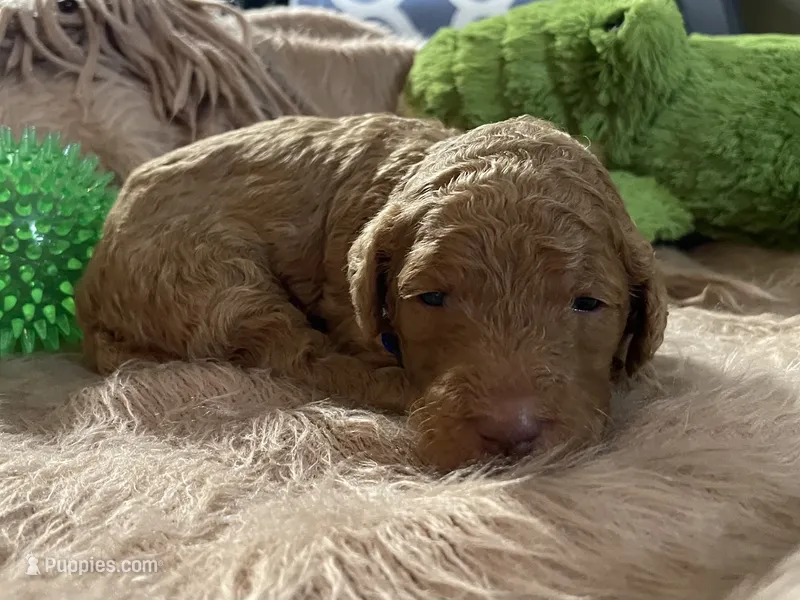 AKC Mr Blue Collar – Poodle - Standard  puppy for sale in Columbia, SC