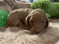 AKC Mr Blue Collar, a male Poodle - Standard  for sale in Columbia, SC – 1 of 8