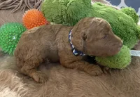 AKC Mr Blue Collar, a male Poodle - Standard  for sale in Columbia, SC – 6 of 8