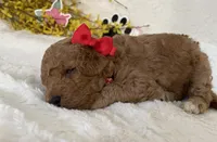 Mini Golden Doodle Miss Red Collar, a female Miniature Goldendoodle for sale in Columbia, SC – Photo 4 of 9