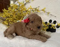 Mini Golden Doodle Miss Red Collar, a female Miniature Goldendoodle for sale in Columbia, SC – Photo 1 of 9
