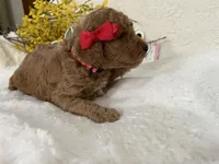 Mini Golden Doodle Miss Red Collar, a female Miniature Goldendoodle for sale in Columbia, SC – Photo 7 of 9