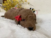 Mini Golden Doodle Miss Red Collar, a female Miniature Goldendoodle for sale in Columbia, SC – Photo 2 of 9