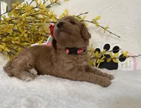 Mini Golden Doodle Miss Red Collar, a female Miniature Goldendoodle for sale in Columbia, SC – Photo 3 of 9