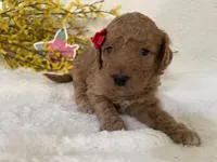 Mini Golden Doodle Miss Red Collar, a female Miniature Goldendoodle for sale in Columbia, SC – Photo 5 of 9
