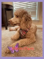 Mini Golden Doodle Miss Red Collar, a female Miniature Goldendoodle for sale in Columbia, SC – Photo 8 of 9