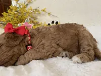 Mini Golden Doodle Miss Red Collar, a female Miniature Goldendoodle for sale in Columbia, SC – Photo 6 of 9