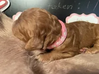 AKC Miss Pink Collar Puppy, a female Poodle - Standard  for sale in Lexington, SC – Photo 2 of 8