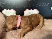 AKC Miss Pink Collar Puppy, a female Poodle - Standard  for sale in Lexington, SC – Photo 6 of 8