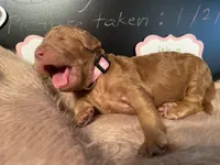 AKC Miss Pink Collar Puppy, a female Poodle - Standard  for sale in Lexington, SC – Photo 4 of 8