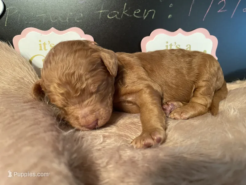 AKC Miss Pink Collar Puppy