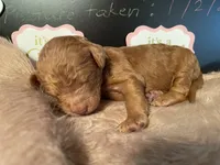 AKC Miss Pink Collar Puppy, a female Poodle - Standard  for sale in Lexington, SC – Photo 1 of 8