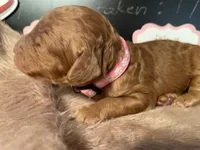 AKC Miss Pink Collar Puppy, a female Poodle - Standard  for sale in Lexington, SC – Photo 5 of 8