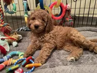 Mini Golden Doodle Miss Red Collar, a female Miniature Goldendoodle for sale in Columbia, SC – 3 of 5