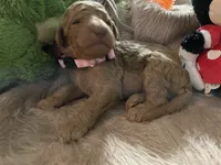 AKC Miss Light Pink Collar, a female Poodle - Standard  for sale in Columbia, SC – 3 of 8