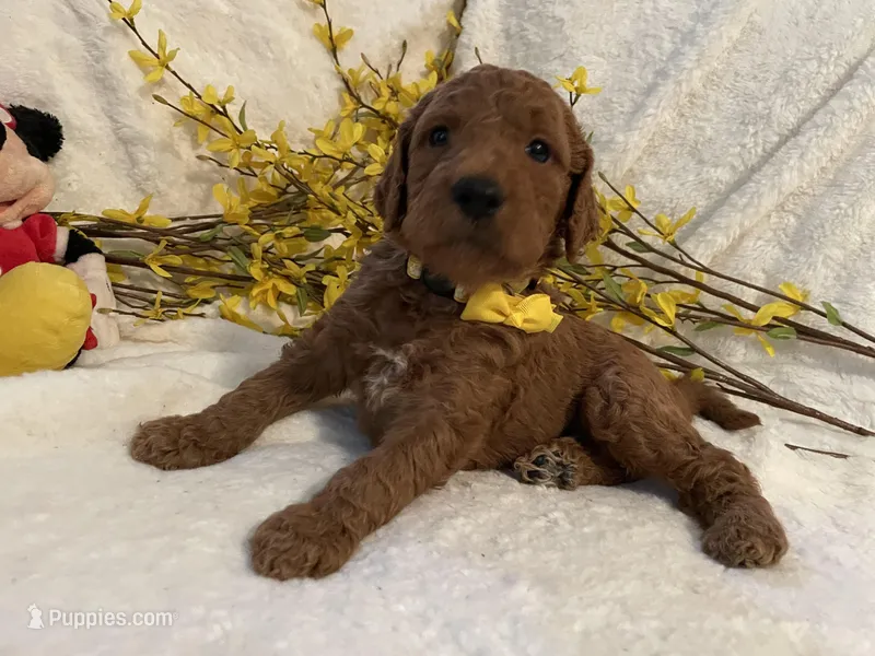 Mini Mister Yellow Collar