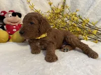Mini Mister Yellow Collar, a male Miniature Goldendoodle for sale in Lexington, SC – Photo 5 of 10