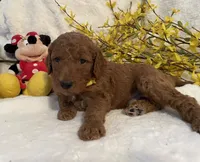 Mini Mister Yellow Collar, a male Miniature Goldendoodle for sale in Lexington, SC – Photo 3 of 10