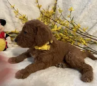 Mini Mister Yellow Collar, a male Miniature Goldendoodle for sale in Lexington, SC – Photo 6 of 10