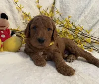 Mini Mister Yellow Collar, a male Miniature Goldendoodle for sale in Lexington, SC – Photo 8 of 10