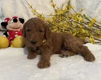 Mini Mister Yellow Collar, a male Miniature Goldendoodle for sale in Lexington, SC – Photo 7 of 10