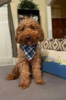 Mini Mister Yellow Collar, a male Miniature Goldendoodle for sale in Lexington, SC – Photo 9 of 10