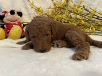 Mini Mister Yellow Collar, a male Miniature Goldendoodle for sale in Lexington, SC – Photo 4 of 10