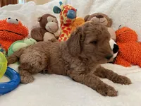 Golden Doodle Purple Collar, a female Goldendoodle for sale in Lexington, SC – Photo 3 of 10