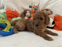 Golden Doodle Purple Collar, a female Goldendoodle for sale in Lexington, SC – Photo 4 of 10