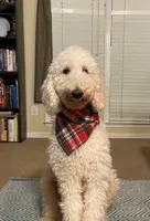 Golden Doodle Purple Collar, a female Goldendoodle for sale in Lexington, SC – Photo 10 of 10