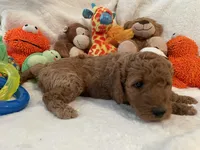 Golden Doodle Purple Collar, a female Goldendoodle for sale in Lexington, SC – Photo 8 of 10