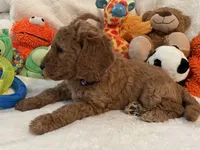 Golden Doodle Purple Collar, a female Goldendoodle for sale in Lexington, SC – Photo 6 of 10