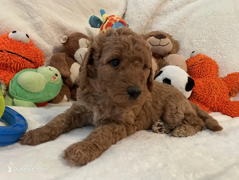 Golden Doodle Purple Collar