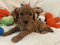 Golden Doodle Purple Collar, a female Goldendoodle for sale in Lexington, SC – Photo 7 of 10