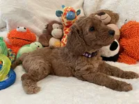 Golden Doodle Purple Collar, a female Goldendoodle for sale in Lexington, SC – Photo 2 of 10