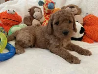 Golden Doodle Purple Collar, a female Goldendoodle for sale in Lexington, SC – Photo 5 of 10