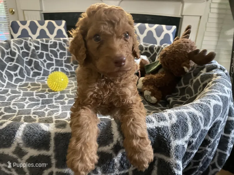 AKC Mr Gray Collar  – Poodle - Standard  puppy for sale in Columbia, SC