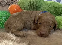 AKC Mr Blue Collar, a male Poodle - Standard  for sale in Columbia, SC – 4 of 8