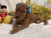 Mini Miss Light Blue, a female Miniature Goldendoodle for sale in Lexington, SC – Photo 8 of 10