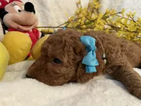 Mini Miss Light Blue, a female Miniature Goldendoodle for sale in Lexington, SC – Photo 5 of 10