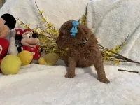 Mini Miss Light Blue, a female Miniature Goldendoodle for sale in Lexington, SC – Photo 6 of 10