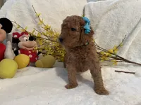 Mini Miss Light Blue, a female Miniature Goldendoodle for sale in Lexington, SC – Photo 7 of 10