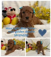 Mini Miss Light Blue, a female Miniature Goldendoodle for sale in Lexington, SC – Photo 4 of 10