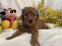 Mini Miss Light Blue, a female Miniature Goldendoodle for sale in Lexington, SC – Photo 1 of 10