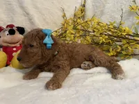 Mini Miss Light Blue, a female Miniature Goldendoodle for sale in Lexington, SC – Photo 2 of 10
