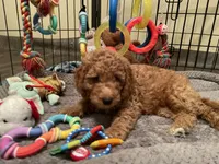 Mini Golden Doodle Miss Red Collar, a female Miniature Goldendoodle for sale in Columbia, SC – 2 of 5