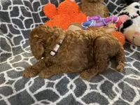 AKC Miss Lavender Collar, a female Poodle - Standard  for sale in Columbia, SC – 9 of 9