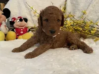Mini Mister Cream Collar, a male Miniature Goldendoodle for sale in Lexington, SC – Photo 1 of 8