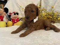 Mini Mister Cream Collar, a male Miniature Goldendoodle for sale in Lexington, SC – Photo 5 of 8