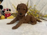 Mini Mister Cream Collar, a male Miniature Goldendoodle for sale in Lexington, SC – Photo 6 of 8